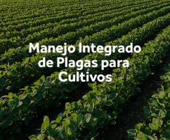 Manejo integrado de plagas para cultivos de exportaciÃ³n