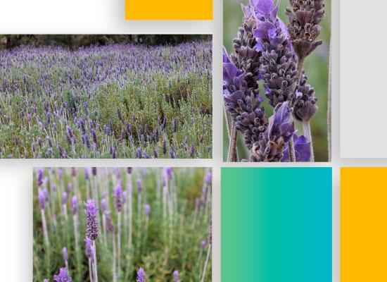 Lavanda, Lavandula angustifolia