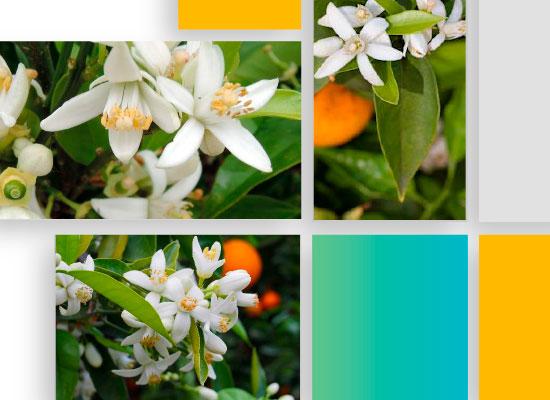 Neroli, Citrus X Aurantium