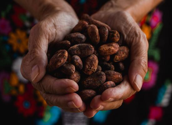 Estudios de Mercado Comité de Cacao