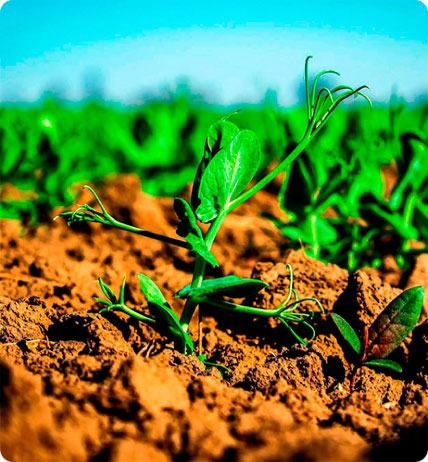 Sector Agricola
