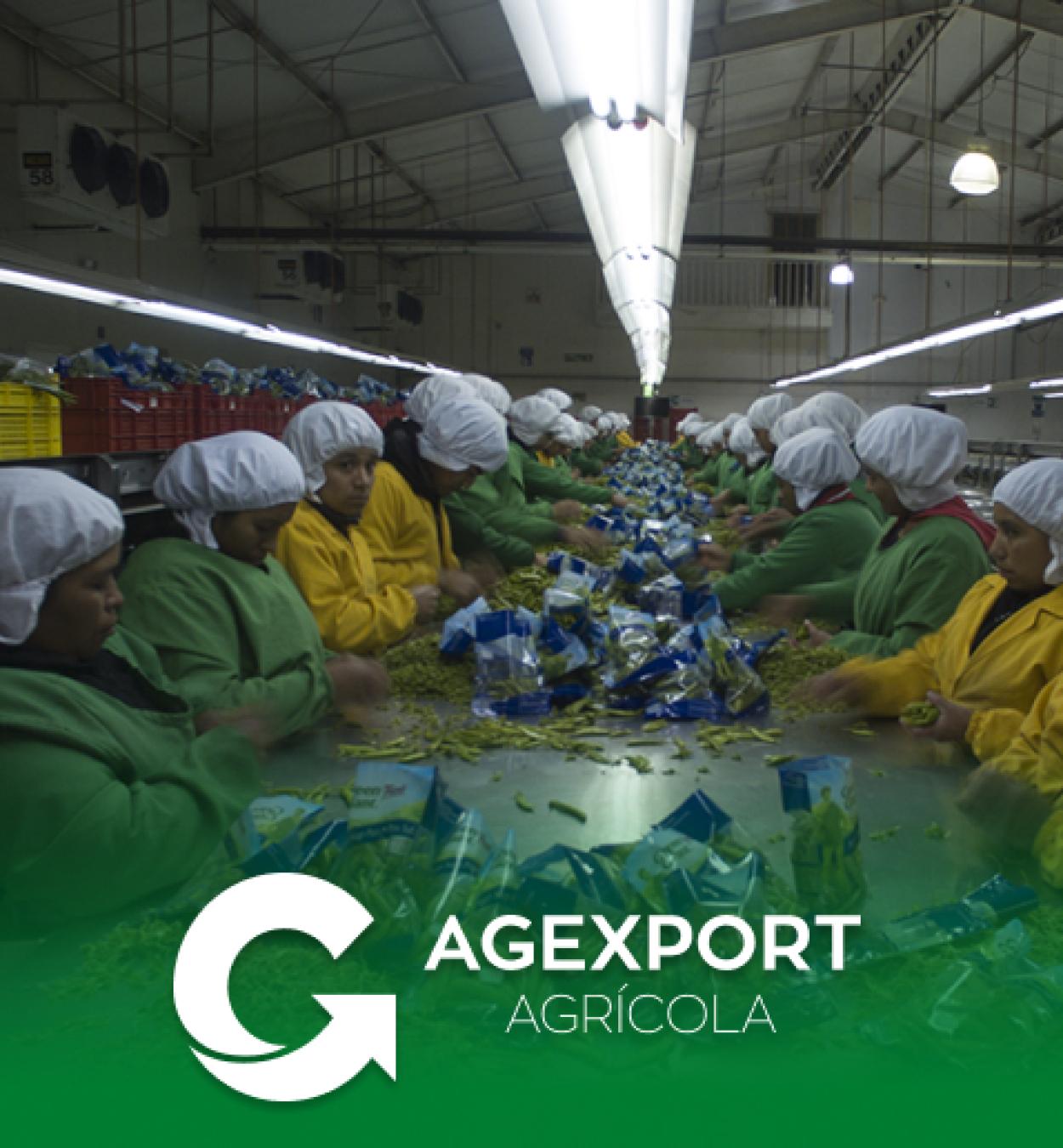 Sector Agricola
