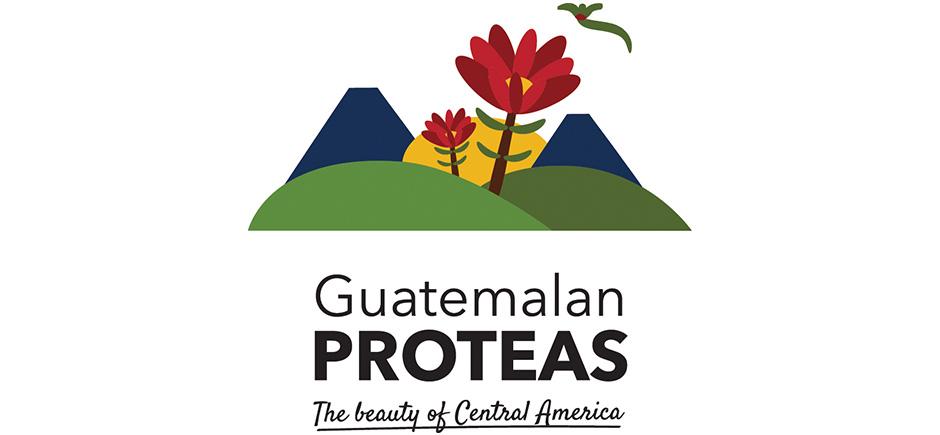 Guatemalan Proteas