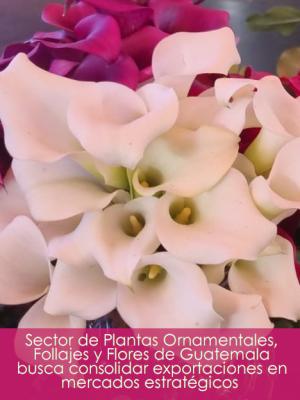 Congreso de Plantas Ornamentales, Follajes y Flores