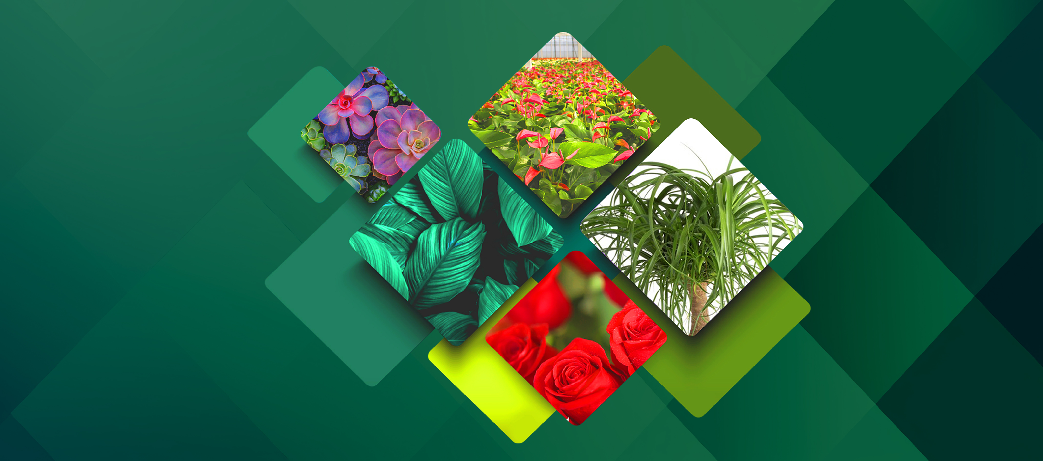 PlantasOrnamentales_Slider portal.jpg plantas